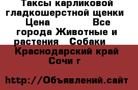 Таксы карликовой гладкошерстной щенки › Цена ­ 20 000 - Все города Животные и растения » Собаки   . Краснодарский край,Сочи г.